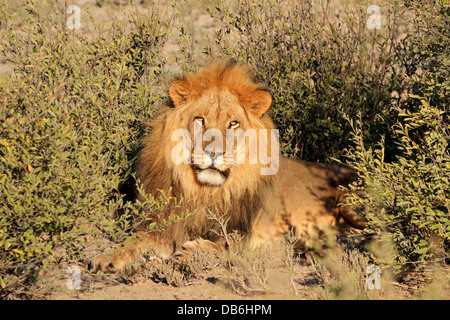 Big male African lion (Panthera leo), South Africa Stock Photo