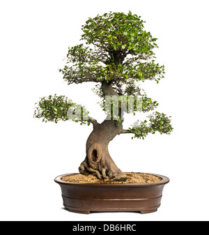 Celtis bonsai tree, hackberries, against white background Stock Photo