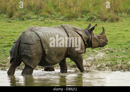 One-horned Rhinoceros, coming out of jungle pond, Kaziranga National Park, India. Stock Photo