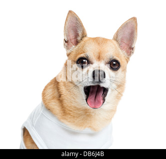 Close-up of dressed and panting Chihuahua against white background Stock Photo