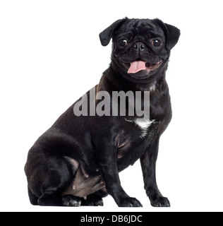 Pug sticking tongue out and looking at camera against white background Stock Photo