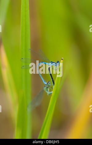 Pair of adult Common Blue Damselflies in reproductive wheel position. Resting on iris. Blue male gripping green female Stock Photo