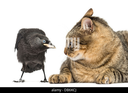 Western Jackdaw, Corvus monedula, looking at cat against white background Stock Photo