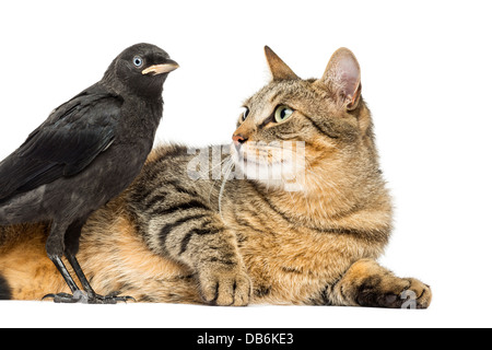 Cat looking at Western Jackdaw, Corvus monedula, against white background Stock Photo