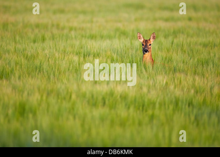 Roe deer standing in wheat field Stock Photo
