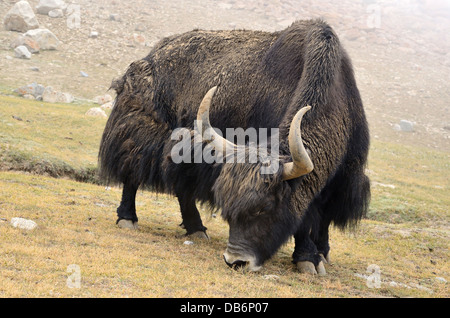 Tibetan yak eating grass in a pasture at Himalaya mountains Stock Photo