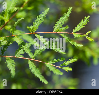 Close-up of Bald Cypress leaves (Taxodium distichum) Stock Photo