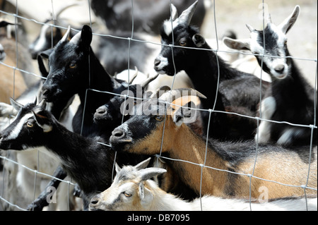 Baby goats waiting to be fed at the Aloha Zoo in Cameron, North Carolina. Stock Photo