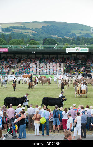 Llanelwedd (Nr. Builth Wells), Wales, UK. 24th July 2013. Prize Winning Stock Parade in The Main Ring of The Royak Welsh Showground. Credit:  Graham M. Lawrence/Alamy Live News.