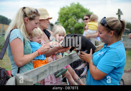 Families visiting Spring Barn Farm in Lewes with miniature Vietnamese pot bellied pigs UK Stock Photo