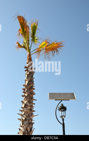 palm and solar powered street light number 3353 Stock Photo