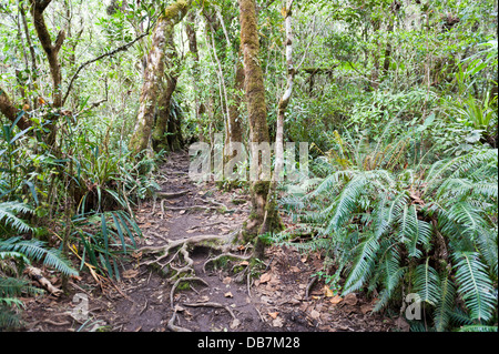 Hiking trail in dense tropical rain forest Stock Photo