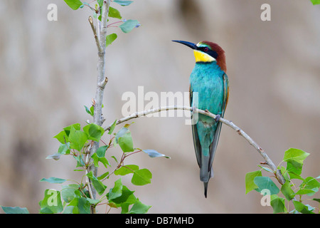 Bee-eater (Merops apiaster) sitting on twig Stock Photo