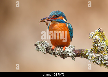 Kingfisher (Alcedo atthis), male sitting with a dragonfly larva in its beak on a branch overgrown with lichen Stock Photo
