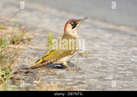 Green Woodpecker (Picus viridis), female foraging on the roadside Stock Photo