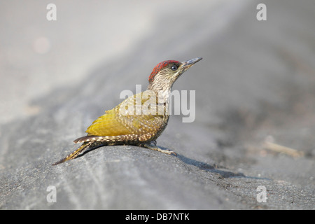 Green Woodpecker (Picus viridis), juvenile on the roadside Stock Photo