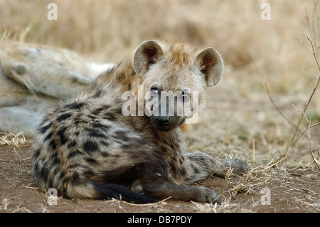 Spotted Hyena or Laughing Hyena (Crocuta crocuta) Stock Photo