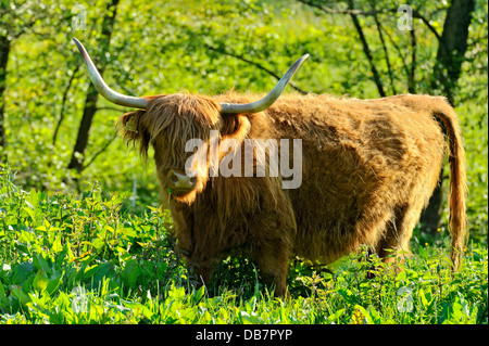 Scottish Highland Cattle or Kyloe (Bos primigenius f. taurus) in a meadow Stock Photo