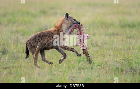 Spotted Hyena or Laughing Hyena (Crocuta crocuta) running with carrion in its mouth