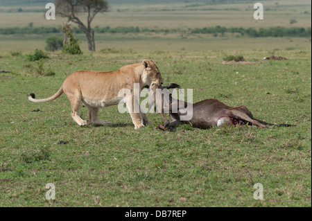 Lioness (Panthera leo) dragging a killed wildebeest to its hiding