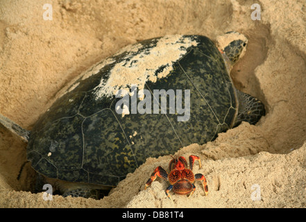 Wildlife - green turtle lays eggs in sand while coconut crab watches tropical island natural paradise Aldabra in Stock Photo