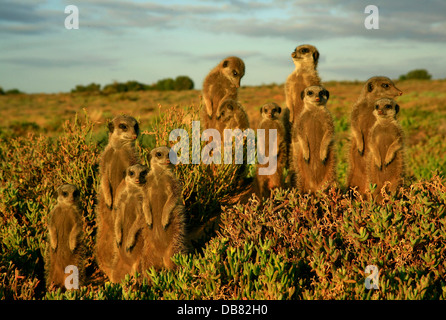 Wild Life - South Africa - meerkats meerkat colony near Oudtshoorn on ...