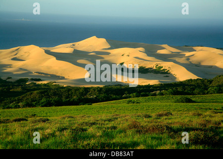 South Africa - coastal dunes near Intsomi Forest Lodge in Woody Cape section Alexandria Forest in Addo Elephant National Park Stock Photo