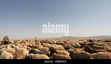 shepherd moving large flock of sheep over the road to the plains of Khurasan, Kerat, Iran Stock Photo