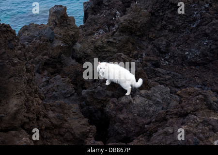 White cat with one blue eye and one brown eye on black volcanic rocks by the sea at Playa San Juan, tenerife, canary Islands, Stock Photo