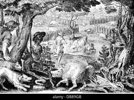 hunt, wild boars, boar hunting in the enclosure, after copper engraving by Adrian Collaert, 16th century, people, men, man, hunter, hunters, hunting, hunting dog, hound, gun dog, hunting dogs, gun dogs, hounds, enclosure hunt, hunt, hunts, wild boar, boar, wild pig, wild boars, enclosure, fence, historic, historical, Artist's Copyright has not to be cleared Stock Photo