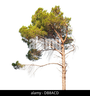 Pine tree isolated on white Stock Photo