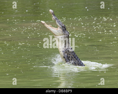 Estuarine Crocodile (Saltwater Crocodile), Crocodylus porosus, Sarawak, Malaysia Stock Photo