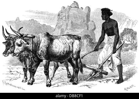 agriculture, agricultural work, plowing, farmer with plough, Mensa, Ethiopia, wood engraving after drawing by Kretschmer, 2nd half 19th century, people, farmer, farmers, men, man, working, ploughing, plowing, field, fields, Africa, Black African, Africans, draught animal, draught animals, working animal, work animal, working animals, ox, team, span of oxen, team of oxen, agriculture, farming, agricultural work, farm labour, farm labor, plough, plow, ploughs, plows, historic, historical, Additional-Rights-Clearences-Not Available Stock Photo