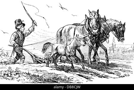 agriculture, agricultural work, plowing, farmer with Belgian plough, wood engraving, Germany, 1885, Additional-Rights-Clearences-Not Available Stock Photo