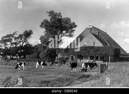 agriculture, farm, farm with dairy farming, Friesland, 20th century, 20th century, Netherlands, building, buildings, exterior view, farmer, farmers, cows, dairy cattle, livestock farming, stock farming, animal husbandry, keeping of animals, cattle industry, livestock production, cow, bull, domestic cattle, cattle, cattle breeding, cattle farming, cattle rearing, livestock, live stock, food, foodstuff, milk, dairy farming, agriculture, farming, farm, farms, historic, historical, male, man, men, Additional-Rights-Clearences-Not Available Stock Photo