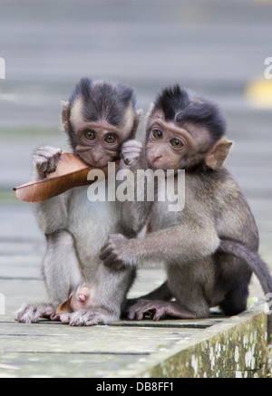 Baby Long-tailed Macaques, Macaca fascicularis (Crab-eating Macaque), Bako National Park, Sarawak, Malaysia Stock Photo