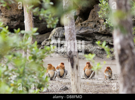 Male Proboscis Monkeys, Nasalis larvatus, sitting on the beach, Sabah, Malaysia Stock Photo