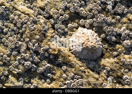 Limpets and sea acorns covering a marine rock
