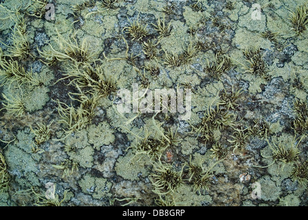 Seafront lichens on a coastal rock