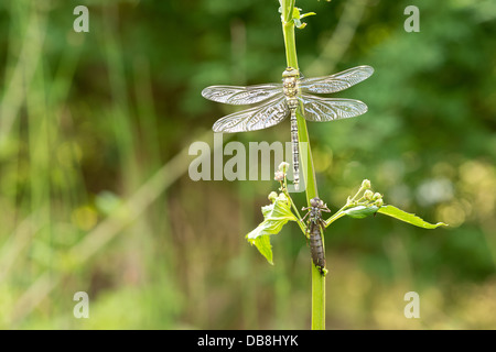 Hawker Emperor dragonfly empty nymph larval case exuvia adult just emerged waiting  to harden skeleton before maiden flight Stock Photo
