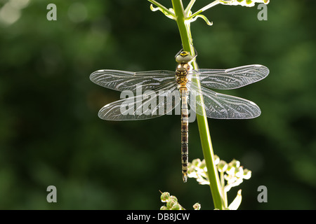 Hawker Emperor dragonfly empty nymph larval case exuvia adult just emerged waiting  to harden skeleton before maiden flight Stock Photo