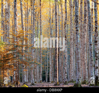 Autumn in the National park of Ordesa y Monte Perdido. Stock Photo