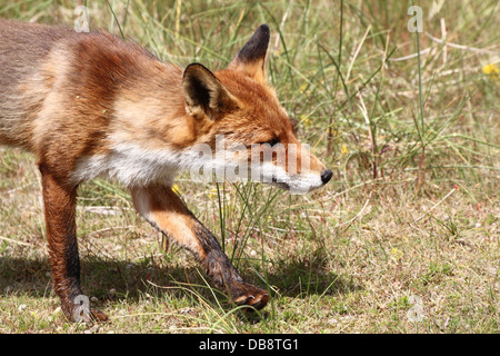 Close-up of a young male red fox, walking, yawning, scratching and lazing (18 images in series, over 100 red foxes in all) Stock Photo