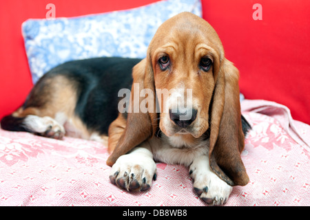 bassett hound puppy Stock Photo