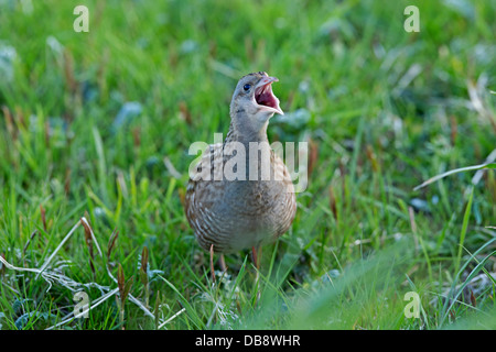 Corncrake calling at Balranald North Uist Outer Hebrides Stock Photo