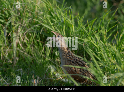 Corncrake calling at Balranald North Uist Outer Hebrides Stock Photo