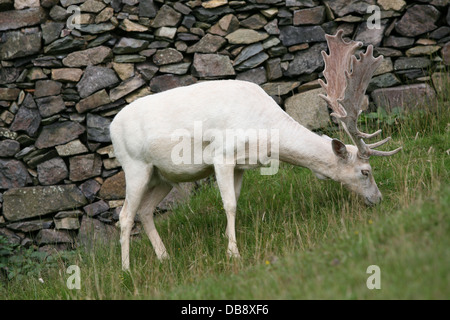 deer in bradgate country park Stock Photo