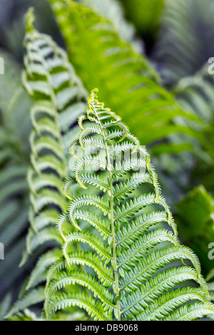 Fern fronds, close up Stock Photo