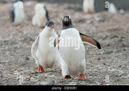 Gentoo penguin chick chasing adult, Pygoscelis papua. Hannah Point, South Shetland Islands. Stock Photo