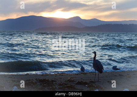 Sunset with Great Blue Heron at English Bay Beach, Vancouver, Stock Photo